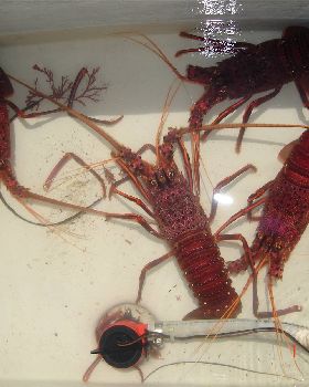 Half way to 3mile reef, lovely buggers.