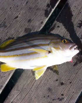 Fishing