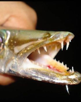 POINTY END OF A PIKE
