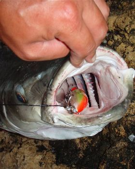 cobia