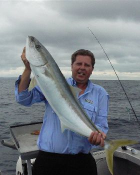 13kg Yellow Tail king Fish