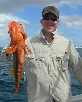 harlequin cod i caught in cleggys boat