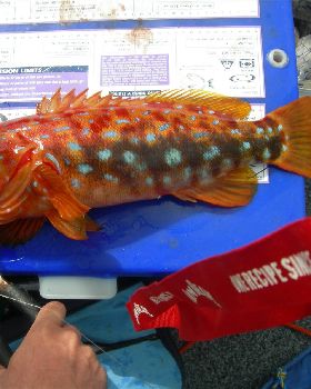 harlequin cod i caught in cleggys boat