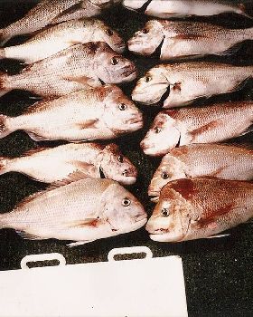 some nice snapper caught on our shark bay trip