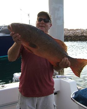 Coral Trout 