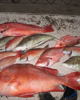 16kg red
