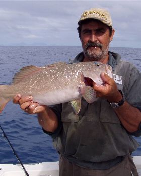 coral trout
