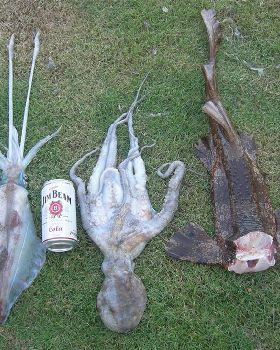 mixed bag from a days fishing/ diving