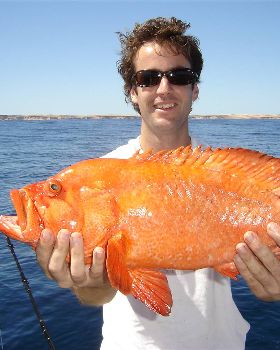 does anyone know what fish this is?
