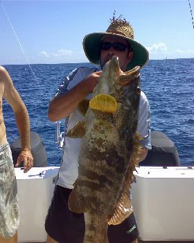 nice cod released hervey bay