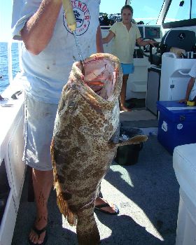 1100mm 28.5kg released to fight another day 40-50y