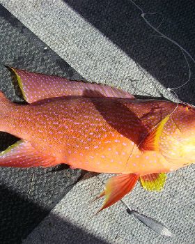 Denham WA They dont get any prettier than this