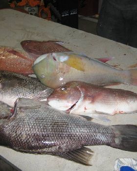 day and night fishing of bunno 