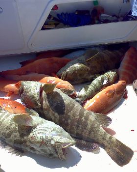 good mornings catch