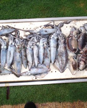squid and cuttlefish