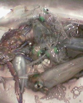 Feed of Squid