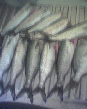 Hillarys Herring