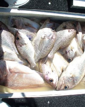 good bag of pearlies and snapper 