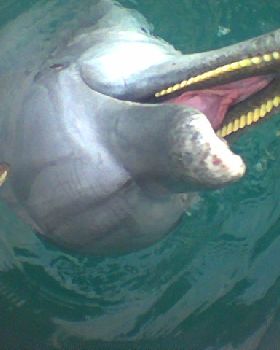 Flipper