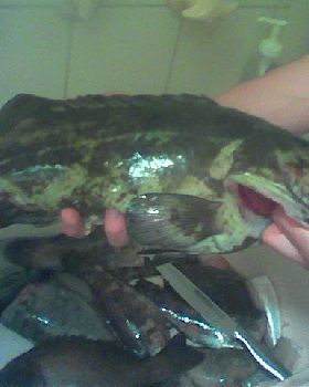 Greasy Cod & Our Catch for the Day.