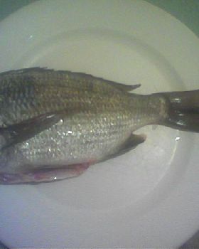 Swan River Bream