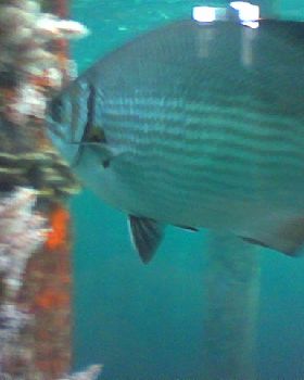 Swimming around the Jetty.