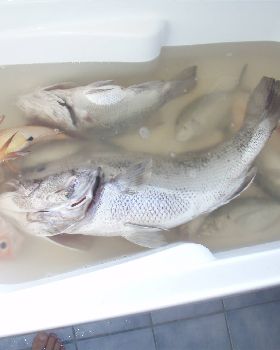 10 Kg Dhufish