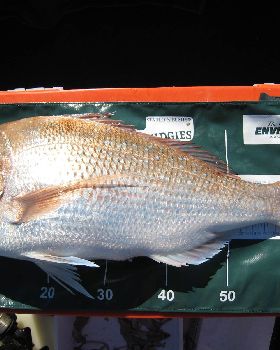 5.5kg