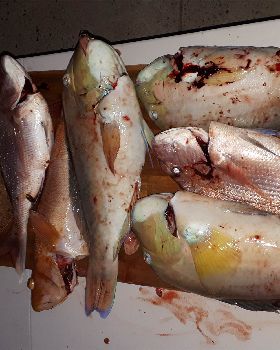 Fishing