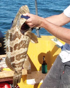 shark bay