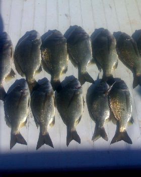 swan river bream 25cm to 33cms 