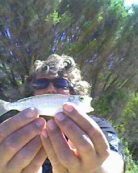 biggest herring eva
