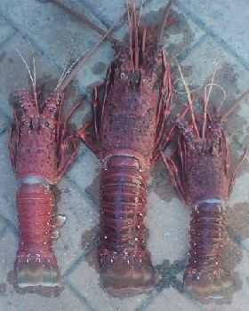 crays