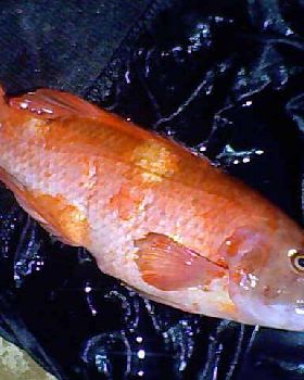 fox fish