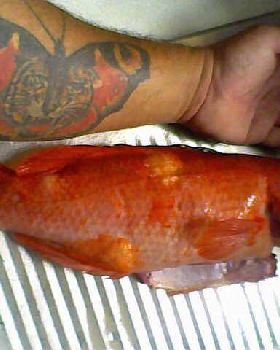 fox fish