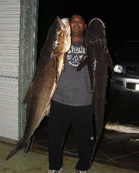 Nice pair of Cobia off Moreton Island, Qld