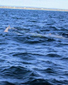 Dolphins Swim the Bow Wave