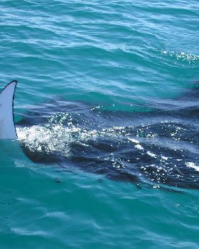 playful manta ray