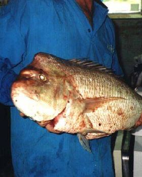 snapper