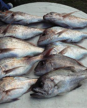  All on soft plastics
