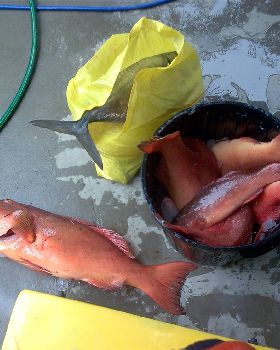 nice trout