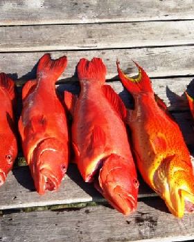 Nice Coral & Corronation Trout