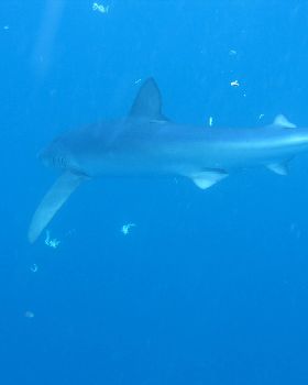 My pet shark