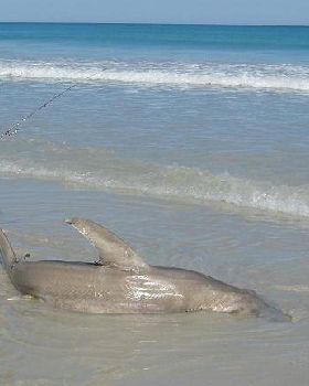 hammerhead