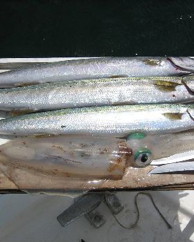 Feed of Pike and Squid Rotto