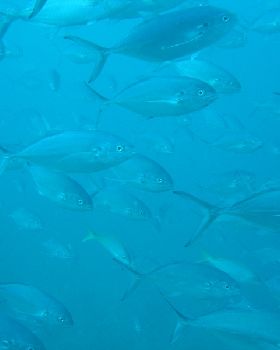 Plenty Fish!