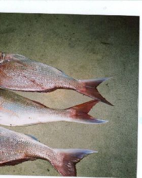 bay fishing