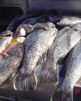 Fishing