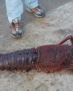 Crays the way we like them BIG!!!!!!