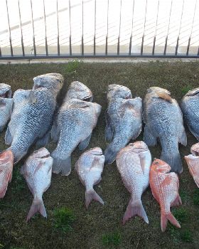 good days fishing 